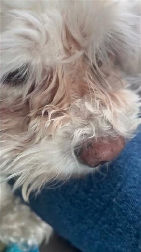 Dog. Logs “Some Time To Watch Mote Anime Now”