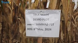 Nigeria recently introduced genetically modified "TELA Maize" to farmers, a move that has sparked intense debate among those in support and against, in this documentary, Trust TV spoke to both sides of the debate to find the facts. Full Documentary: https://tinyurl.com/vz7v95af | Trust TV | Facebook
