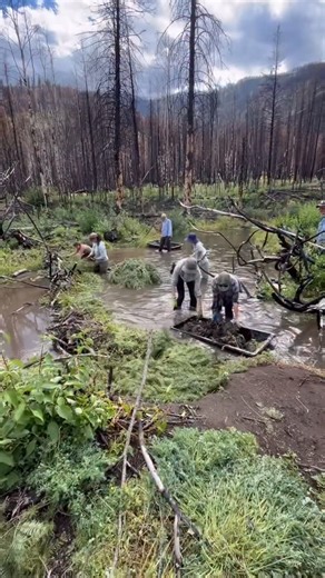 1.2K views · 32 reactions |  Here’s our team building a Beaver Dam...