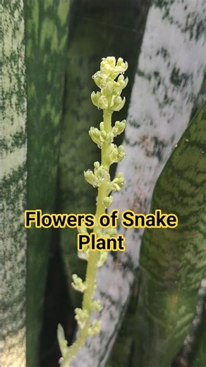 Beautiful flowers of Snake Plant #music #flowers #nature #snakeplant #shorts