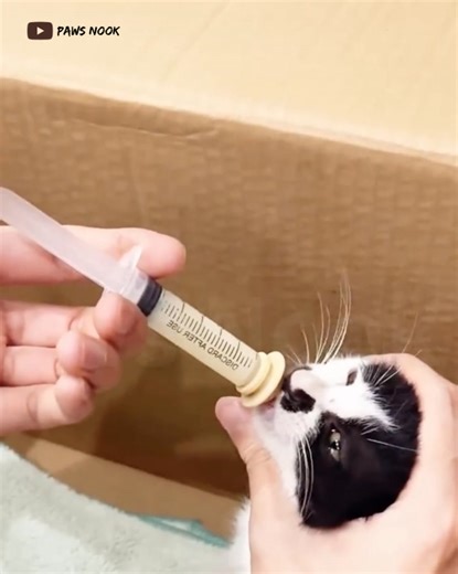 742K views · 53K reactions | I Found a Limping Cat Crying on the Road… What Happened Next Broke My Heart  #fblifestyle | People love animals | Facebook