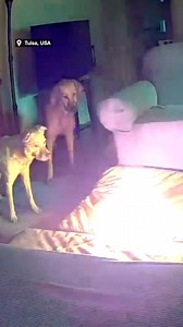 33K views · 208 reactions | This is the terrifying moment a large fire starts after a dog chews on a battery. | News.com.au | Facebook