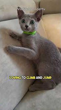 Meet The Majestic Russian Blue Cat 🐾 #RussianBlue #CatFacts