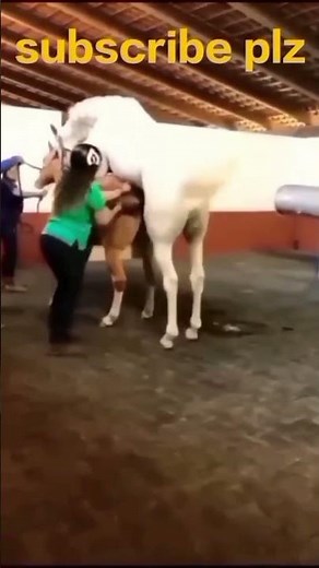 Horse Mating Donkey - Donkeys Breeding - Animals Mating Compilation 2024 #donkeymeeting #shorts