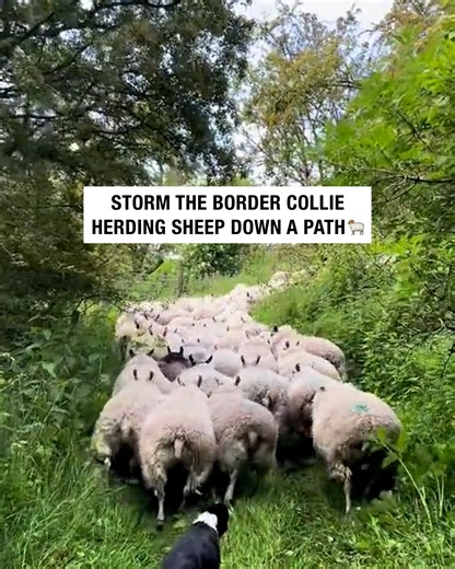 32K views · 1.9K reactions | Border collie herding sheep down a path  | Sean The Sheepman | Facebook