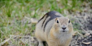 Go from the beginning - arrays and slices