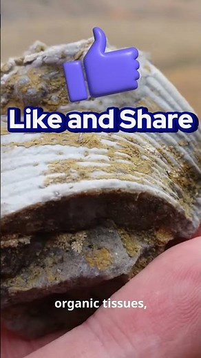 How are fossils formed? 🦖🦕