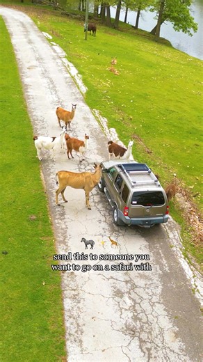 📣Adventure is in the air this fall!🍂🐾 Come hand-feed a giraffe, wave at zebras, and snap selfies with capybaras at Wild Animal Safari—where wild memories are waiting!📸🦒 👉🏻 Learn more: wildanimalsafari.com | Wild Animal Safari - MO