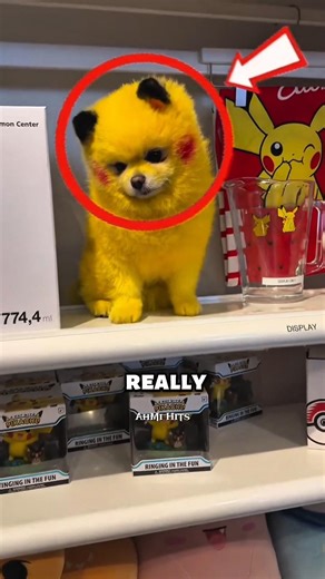 This Dog Thinks He's Pikachu 🤣⚡ #shorts #funny #dog #pikachu #pokemon #animals