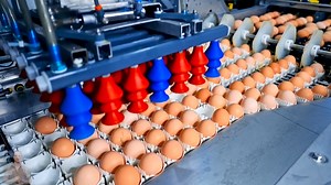 100 Billion Eggs a Year: Inside the U.S. Mega Egg Factories You’ve Never Seen