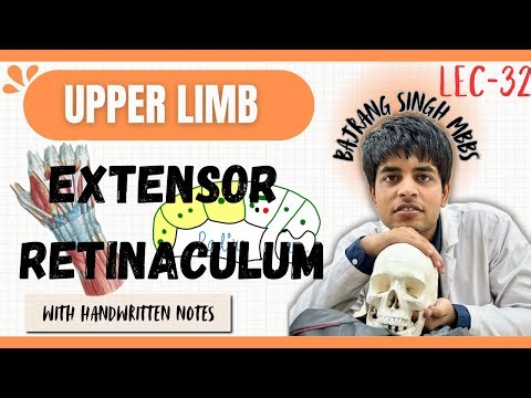 Extensor retinaculum of hand anatomy in ( detail )upper limb mbbs