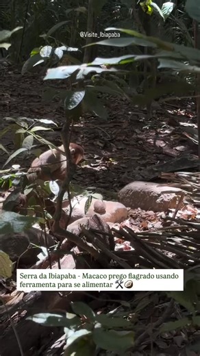 Wagner Oliva Espinosa | Os macacos-prego não só usam pedras como ferramentas — eles escolhem, testam e até “afiam” as melhores antes de usar. É como se tivessem o... | Instagram