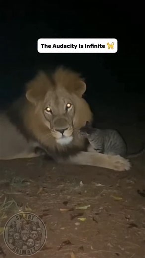 Smart Animalz on Instagram: "Feline solidarity is real. 🦁🐈 It’s wild how the size difference doesn't matter when you speak the same language. That purr sounds like a literal engine. ​ Tag that one friend who has way too much confidence for their size. ​#wildlife #bigcats #catsofinstagram #naturelovers #lion"