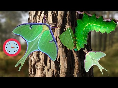 Luna Moth Life Cycle in ONE MINUTE! Actias luna / Moon moth