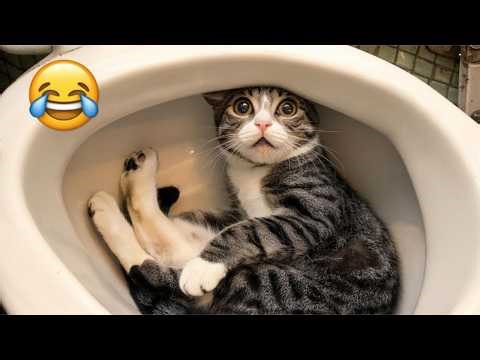 Cats Acting Weird & Crazy 😹 Funniest Cats 2026 | Try Not to Laugh