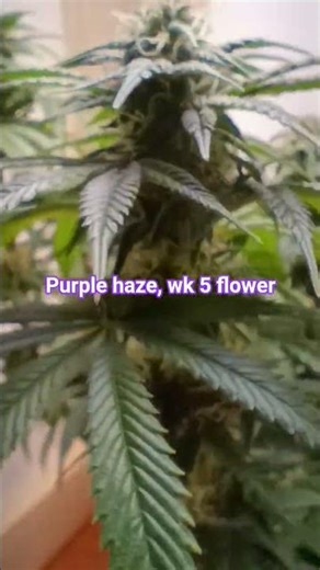 purple haze, week 5 flower.