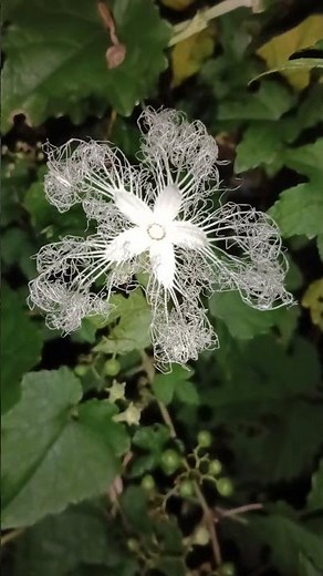 [Garden Healing News ♡ 8] Night and Morning Flowers of the Snake Gourd