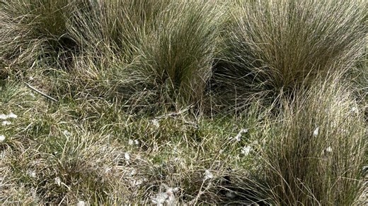 ‘Killing for fun’: Wild dog attack spike due to tougher trapper rules