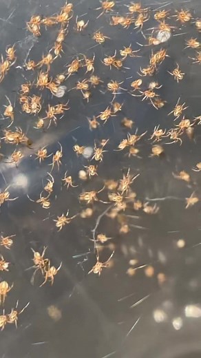 Baby Black Widows Hatching: What They Look Like!