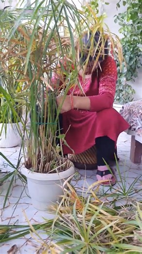 Umbrella Palm Winter Care! Stop This MISTAKE ❌🙅‍♀️