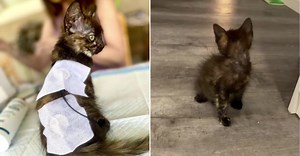 Due to inbreeding, Posie suffers every day. Her legs and privates are visibly deformed, meaning she cannot walk or go to the bathroom herself. Her colon does not function properly, and she is in major discomfort. Baby Posie is in need of a complete colon resection which will give her the ability to go potty on her own! However, this surgery is invasive & intricate and Posie is still very small. She needs to be 4-5 lbs before this surgery is an option for her. Because she is only 2 lbs now, this