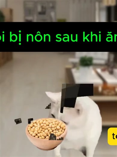 Funny Cat Memes That Will Make You Laugh