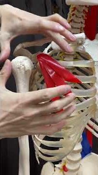 Pectoralis minor muscle and hunchback