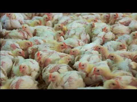 Chicken meat production. BBC Countryfile