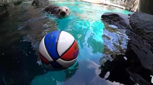 In a behind the scenes training video, Juno, a 9 year old sea otter at the Portland Zoo, shows off her basketball skills. Surprisingly Juno was not selected in last nights NBA Draft. | KIRO 7 News