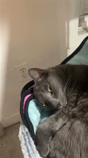 My favorite cats #shorts #fyp #cats