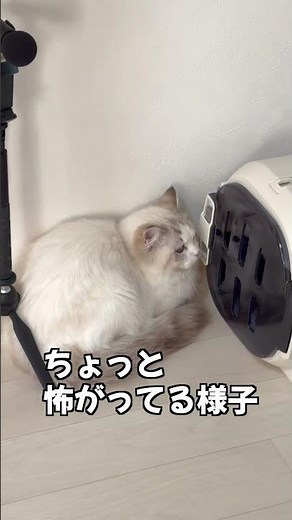 はじめての猫！お迎え初日から...