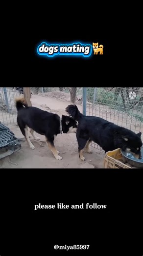 Understanding the Puppy Birth Process and Care Tips