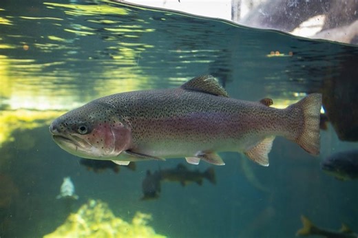 West Virginia trout stocking locations for May 7