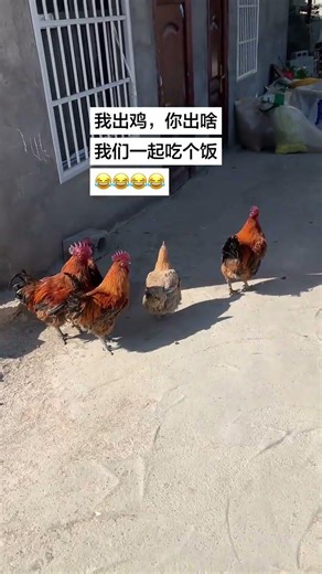 Discover the Flavors of True Free-Range Chicken