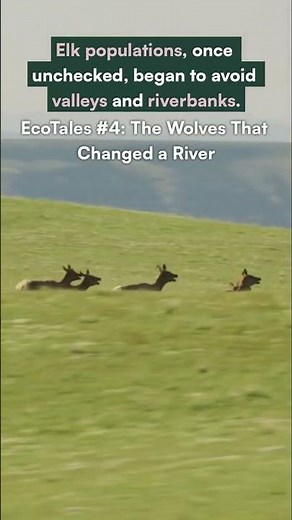 EcoTales #4: The Wolves That Changed a River