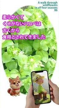 四季の野草 散策 86 繁縷ハコベ#植物#自然散策#野の花#帰化植物#野菜#薬草#ガーデニング