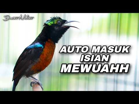 MASTERAN KOLIBRI NINJA GACOR FULL ISIAN MEWAH AUTO MASUK COCOK UNTUK PANCINGAN SIANG HARI