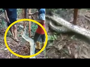 Humongous 30ft python that swallowed a woman killed in Indonesia