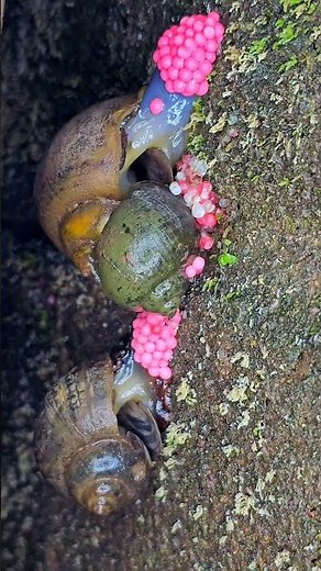 An Apple Snail Lays Hundreds of Eggs at Once | A Rare Natural Moment