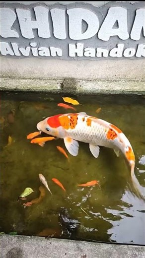 Ikan koi terbesar #shortsfeed #shortvideo