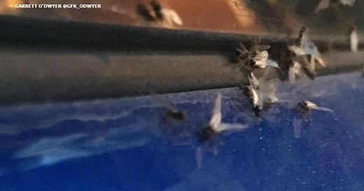 ANTS! Not Gnats: Swarm Of Bugs Create Buzz In Philadelphia - CBS Philadelphia