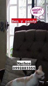 Estamos listos para formar parte de tu familia INTEGRA A UN PELUDITO EN TU HOGAR,PARA QUE VIVAS LA HERMOSA EXPERIENCIA DE SER AMADO X UN  ADOPTA NO COMPRES MÁS INFORMACIÓN AL 0992883355 SOMOS MACHOS DE DOS MESES Y MEDIO PANDY(negrito con blanco) Y BEN 3:MESES Y MEDIO (rubio con blanco) Súper sociables , juguetones,amorosos, super aseaditos,comen croquetas nutrapro,comida húmeda,van al arenero Nos dan con Kit de bienvenida | Adopción Animal Guayaquil - AG | Facebook