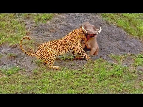 Warthog cheats death, dragging leopard to burrow | Network News