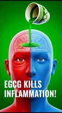 Green Tea (Matcha vs Regular): How EGCG Fights Inflammation in Your Cells #viral #science #drink