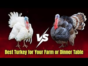 White vs Brown Turkeys: What’s the Real Difference?