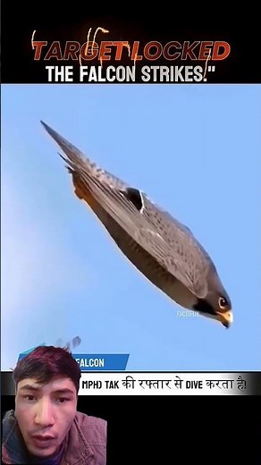World’s Fastest Killer in the Sky – Peregrine Falcon Attack”With