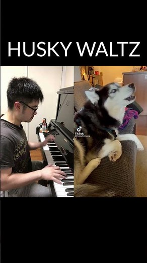 Emotional Husky Dog Waltz