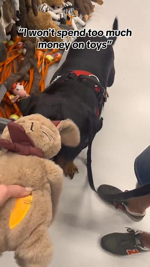 Everything went wrong 🤷🏻‍♀️🤣 -7320655780435201312_fix_000 #dogmomlife #dog #dogsoftiktok #rottweiler #rules #dogmom | C. Wells