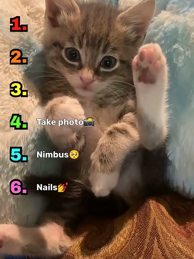 Cats Understanding English? You Won't Believe It!