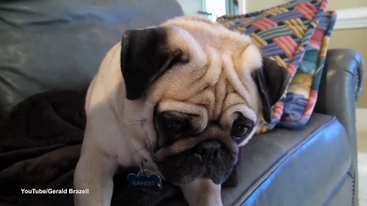 Giving us the puppy eyes: Guilty looking pug is told off
